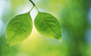 ws_twin_green_leaves_2560x1600