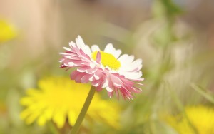 10494h-summer-flowers-hd-resolution